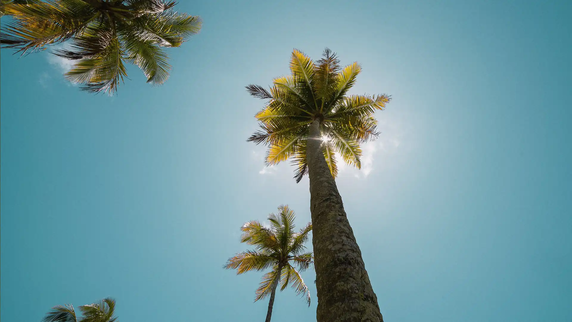 Coqueiros altos contra o céu azul e sol radiante na Praia do Taipe. Ambiente que inspira a arquitetura de alto padrão de David Bastos em Trancoso, integrando natureza e design.