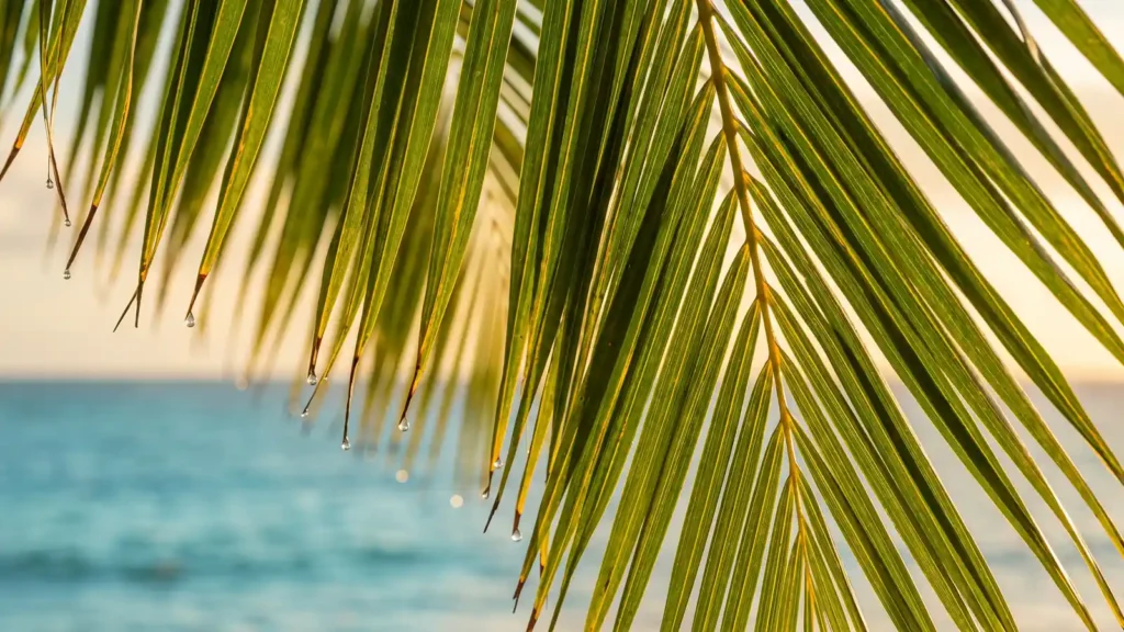 Detalhe da flora nativa da Mata Atlântica em Trancoso, Bahia