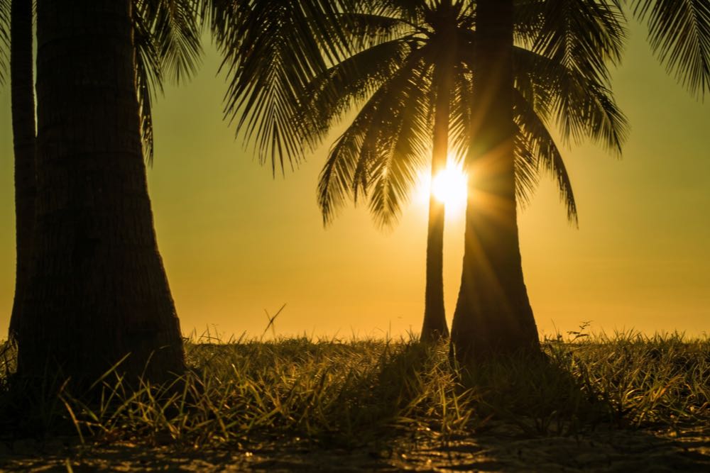 Primeira luz dourada do amanhecer tocando a vegetação nativa no alto das falésias da Praia de Taípe, em Trancoso, Bahia