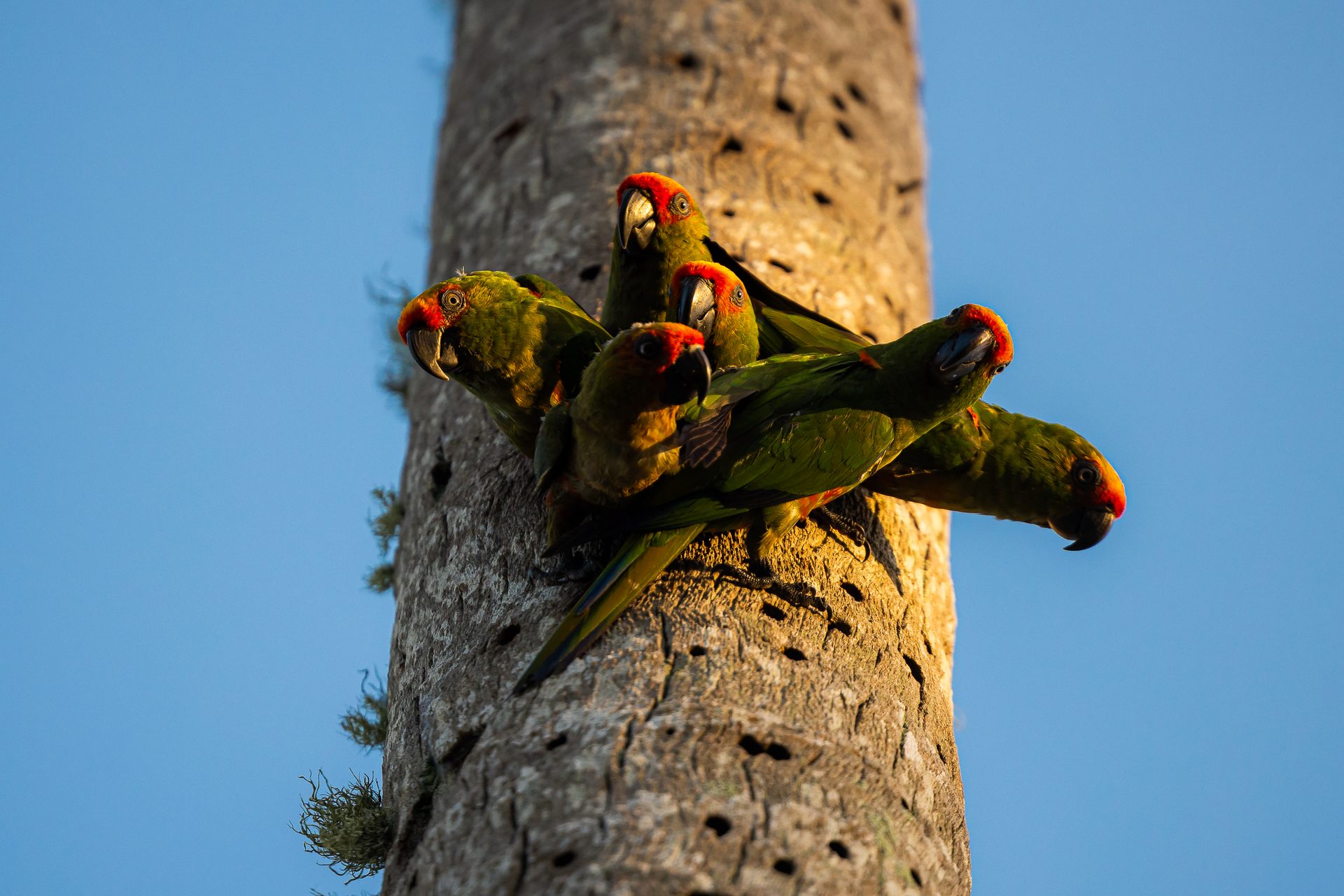 Aves nativas da Mata Atlântica no entorno de Taípe, Trancoso