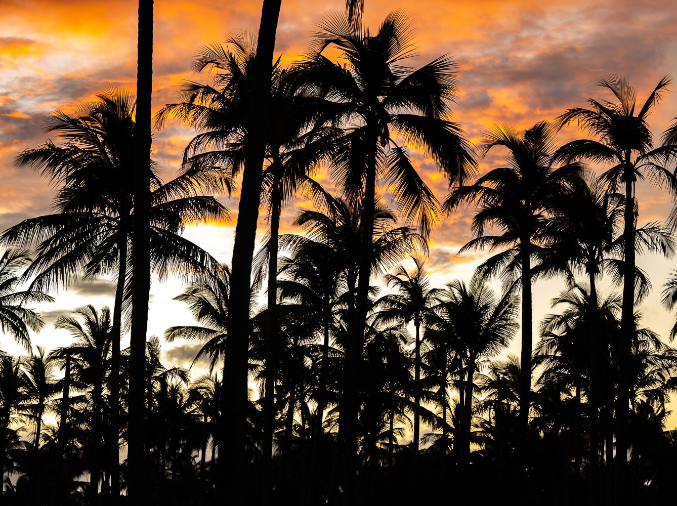 Coqueiros em contraluz sob o céu alaranjado, Trancoso, Bahia, imagem meramente ilustrativa