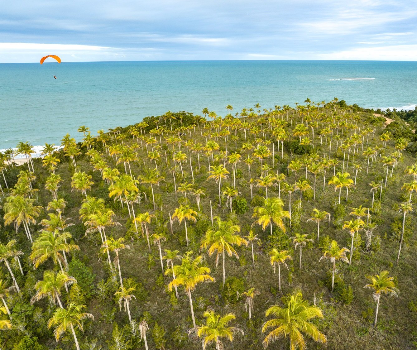 Copas do coqueiral vistas do alto diante do mar, Trancoso, Bahia, imagem meramente ilustrativa