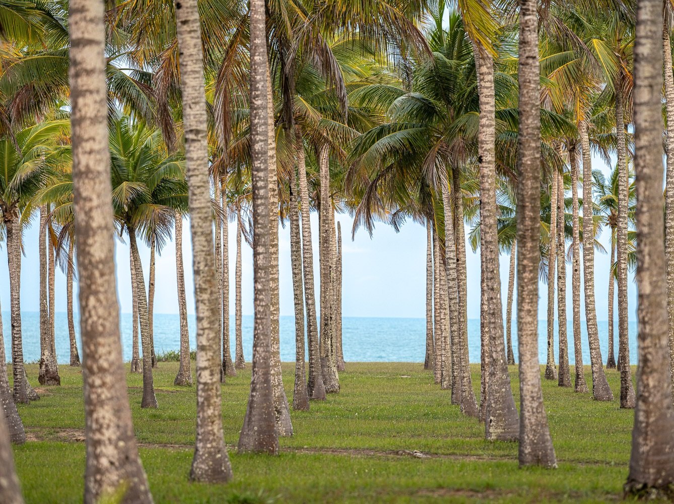 Alameda de coqueiros alinhados diante do mar, Trancoso, Bahia