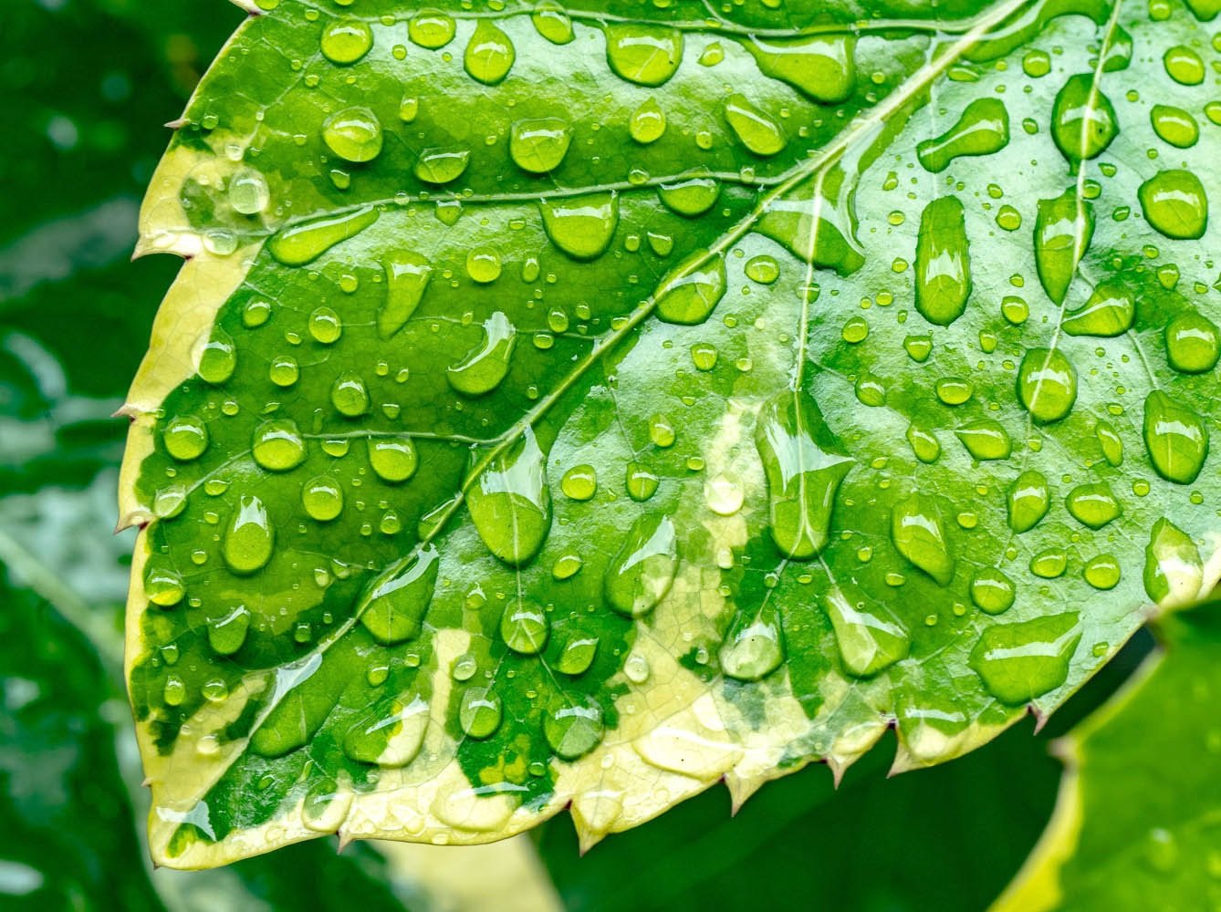 Detalhe de folha nativa com gotas de chuva, Trancoso, Bahia, imagem meramente ilustrativa