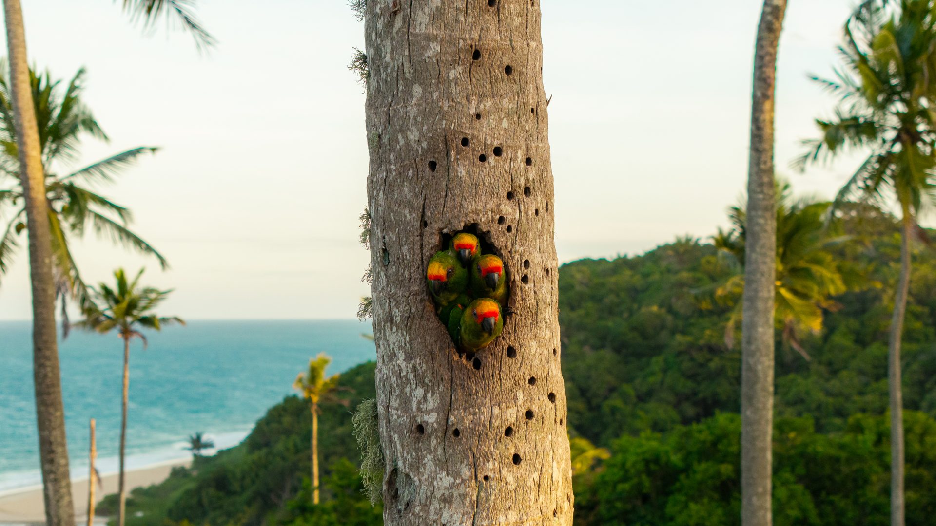 Maitacas no tronco de um coqueiro diante do mar em Trancoso, Taípe
