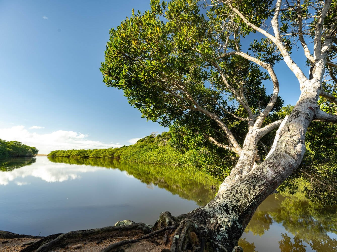 Árvore debruçada sobre as águas do mangue, Trancoso, Bahia, imagem meramente ilustrativa
