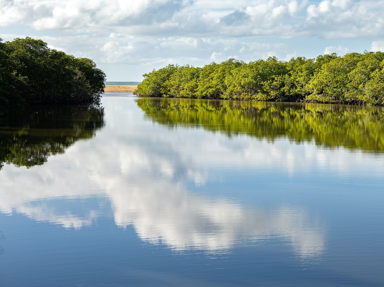 Vegetação de mangue espelhada na água parada, Trancoso, Bahia, imagem meramente ilustrativa