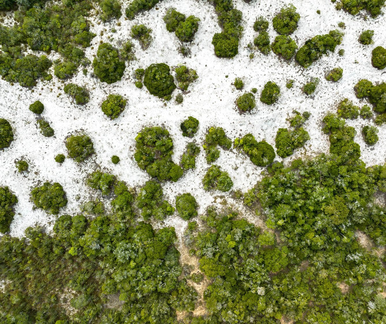 Textura da vegetação de restinga sobre a areia branca, Trancoso, Bahia, imagem meramente ilustrativa