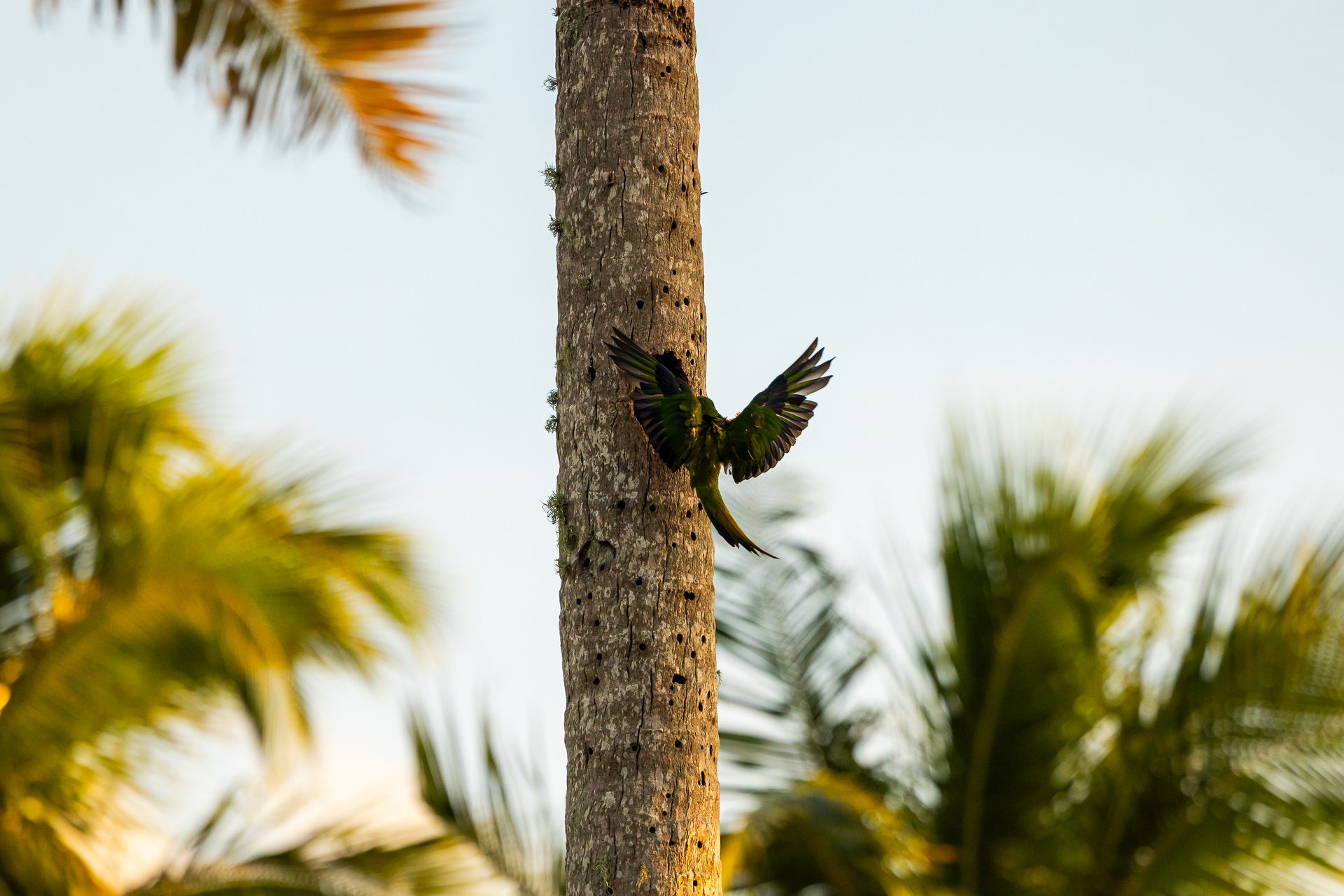 Ave nativa entre a vegetação de Taípe, Trancoso, natureza integrada ao paisagismo