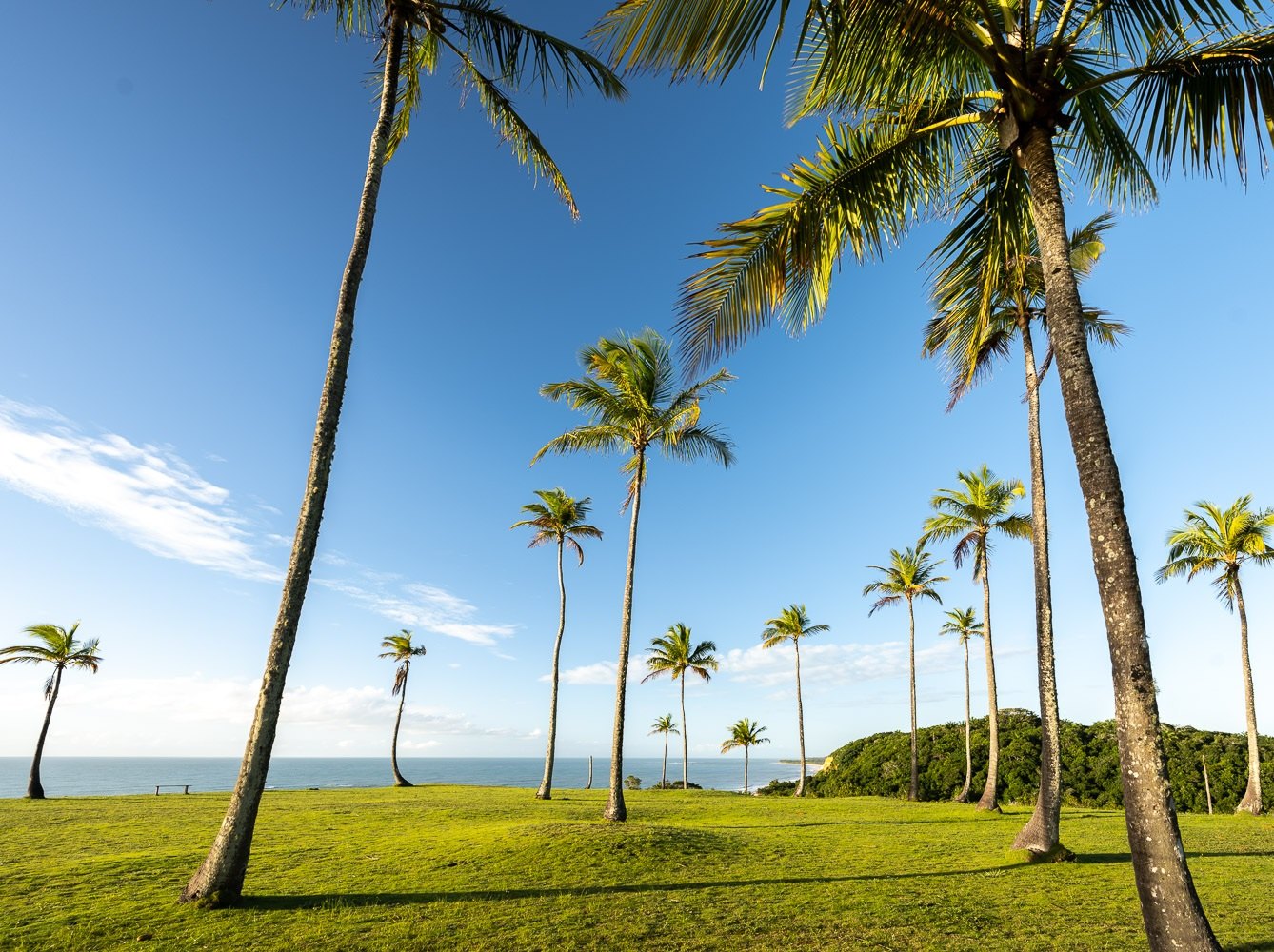 Coqueiral e gramado à sombra ao fim da tarde, Trancoso, Bahia, imagem meramente ilustrativa