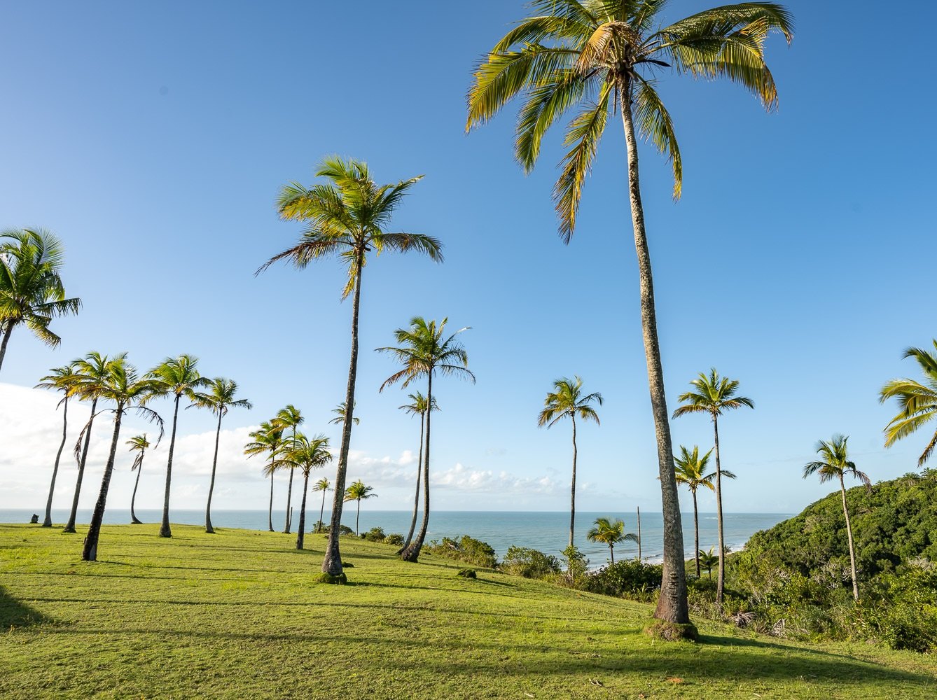 Coqueiros contra o céu azul, Trancoso, Bahia, imagem meramente ilustrativa